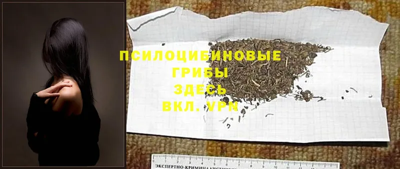 Псилоцибиновые грибы Psilocybine cubensis  дарнет шоп  Тетюши 